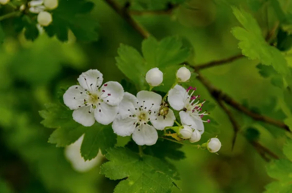 Hawthorn (Crataegus monogyna) blossom — Stock Photo, Image