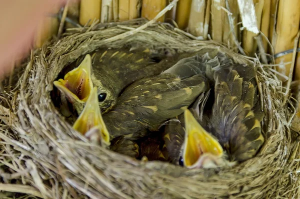 Fågelbo med lucka fågel — Stockfoto