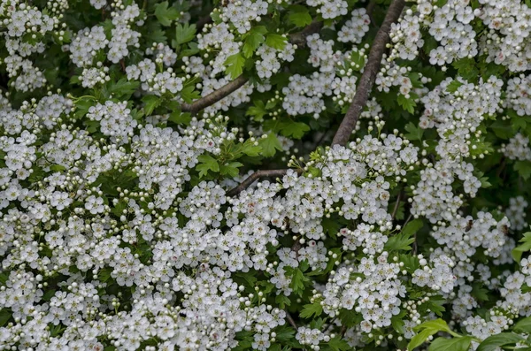 Blüte des Weißdorns (crataegus monogyna) — Stockfoto