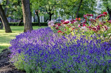 Doktorların Bahçe çiçek