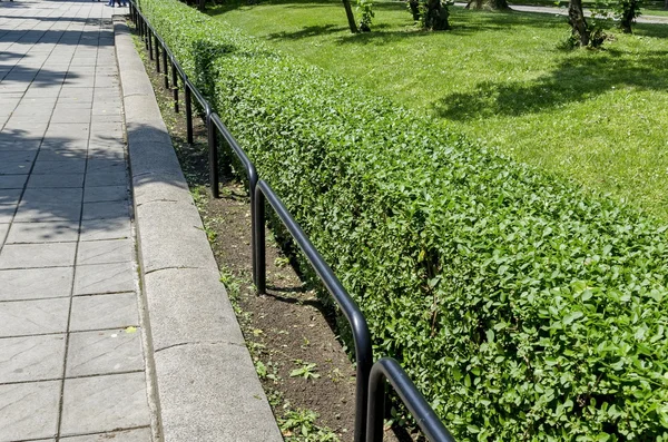 Metalen hek en groene Hedge in artsen tuin — Stockfoto