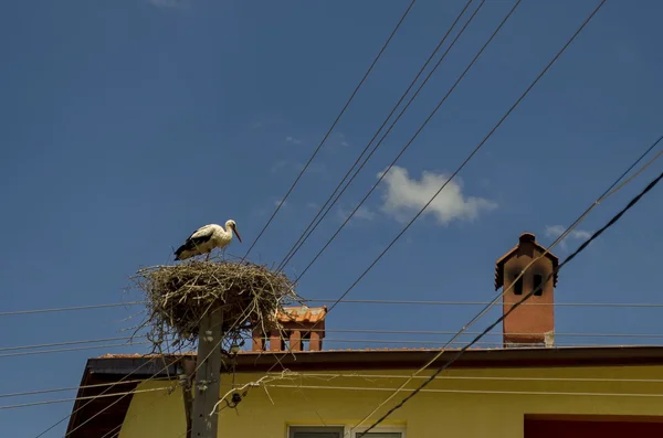 White stork and nest in Belchin village — Stock Photo, Image