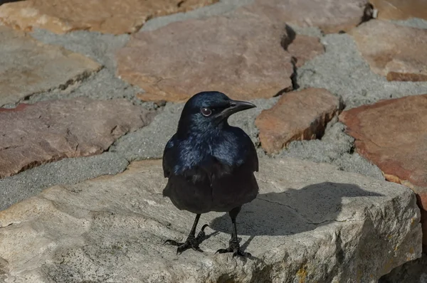 Uccello blu scuro al muro di pietra di Capo di buona speranza — Foto Stock