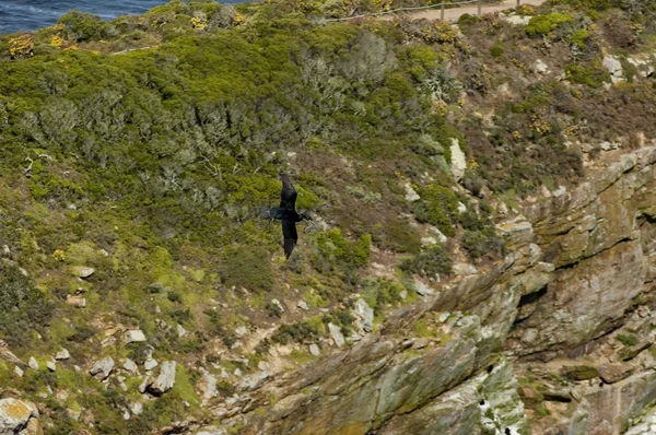 Ümit Burnu kayalar üzerinde sinek Cape karabatak — Stok fotoğraf