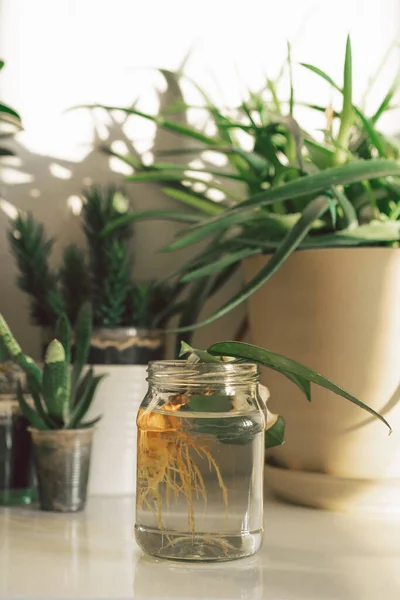 A home plant in a glass jar has taken root. Greening home with houseplants, eco lifestyle and hobby.