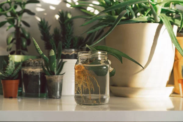 A home plant in a glass jar has taken root. Greening home with houseplants, eco lifestyle and hobby.