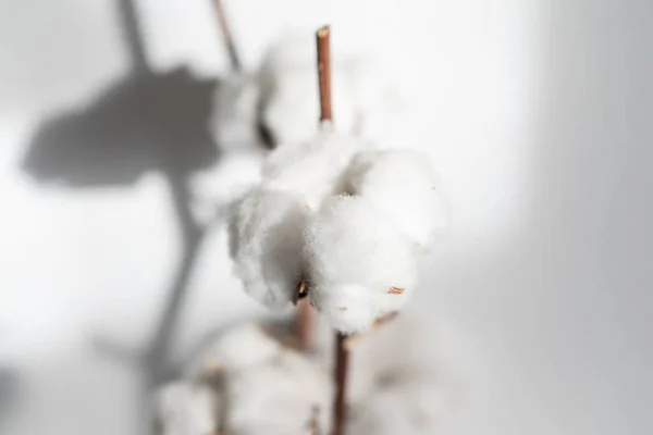 Beautiful cotton branch. Delicate white cotton flowers. Light color cotton background.