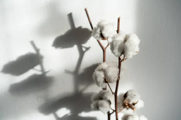 Bel Ramo Cotone Delicati Fiori Cotone Bianco Colore Chiaro Cotone — Foto Stock
