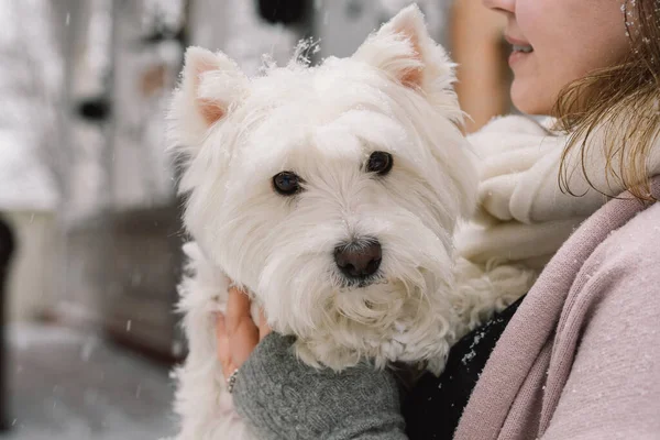 Bella Ragazza Ridente Abbracciando Adorabile Cane Bianco Con Divertenti Emozioni — Foto Stock