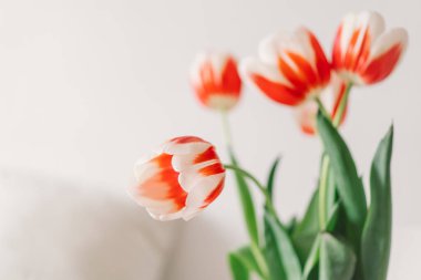 Oturma odasındaki beyaz sandalyede turuncu laleler. Bahar ve Tatiller.