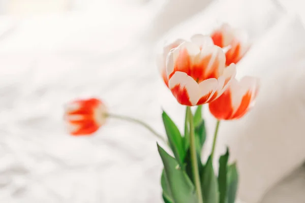 Orange tulips on a white chair in the living room. Spring and Holidays.