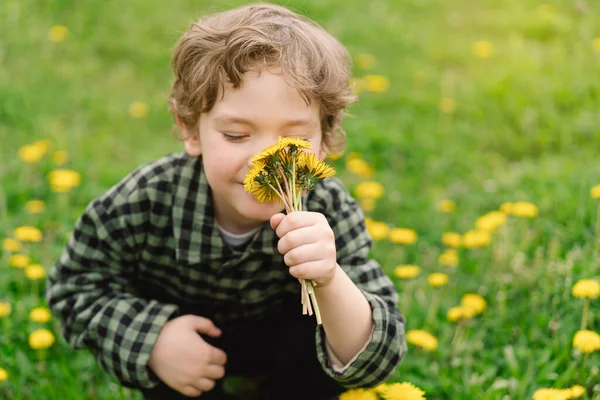 Кудрявый Мальчик Собирает Нюхает Цветы Одуванчика Время Весны Аллергии — стоковое фото