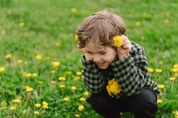 Кудрявый Мальчик Собирает Нюхает Цветы Одуванчика Время Весны Аллергии — стоковое фото