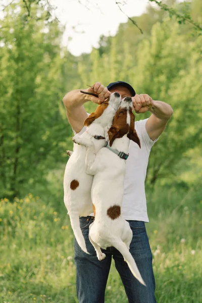 Amistad Hombre Perro Hombre Jugar Jack Russell Terrier Perros Prado — Foto de Stock