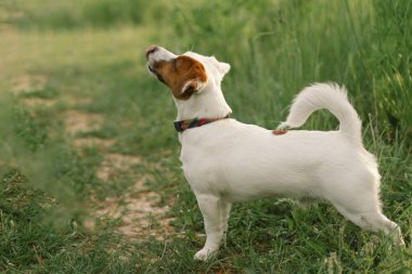 Çayırdaki Jack Russell Terrier köpekleri. Jack Russell Terrier köpekleri doğada. Güzel köpek..