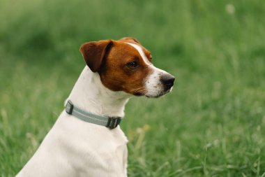 Çayırdaki Jack Russell Terrier köpekleri. Jack Russell Terrier köpekleri doğada. Güzel köpek..