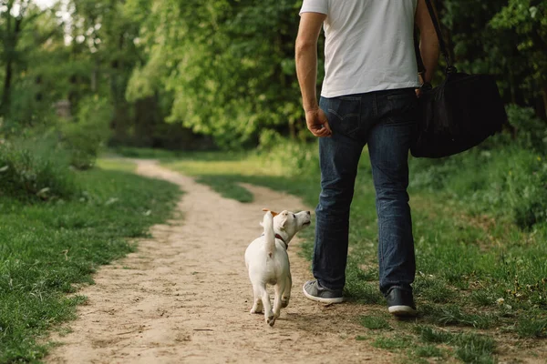 Man Dog Friendship Man Play Jack Russell Terrier Dogs Meadow — Stock Photo, Image