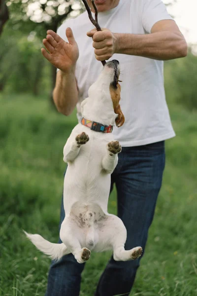 Man Dog Friendship Man Play Jack Russell Terrier Dogs Meadow — Stock Photo, Image