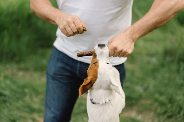 Férfi Kutya Barátság Ember Jack Russell Terrier Kutyákat Játszik Réten — Stock Fotó
