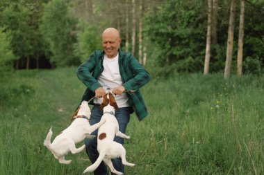 İnsan ve köpek dostluğu. Adam çayırda Jack Russell Terrier köpekleriyle oynuyor. İnsan ve Jack Russell Terrier köpekleri doğada. Güzel köpek..