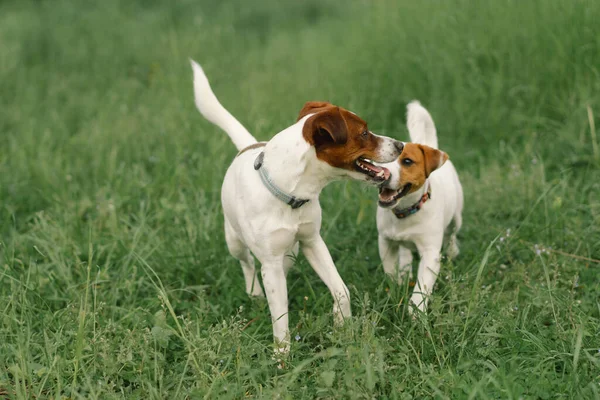 Jack Russell Terrier dogs in meadow. Jack Russell Terrier dogs in nature. Beautiful dog.