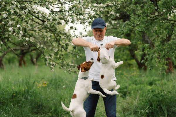 Man Dog Friendship Man Play Jack Russell Terrier Dogs Meadow — Stock Photo, Image