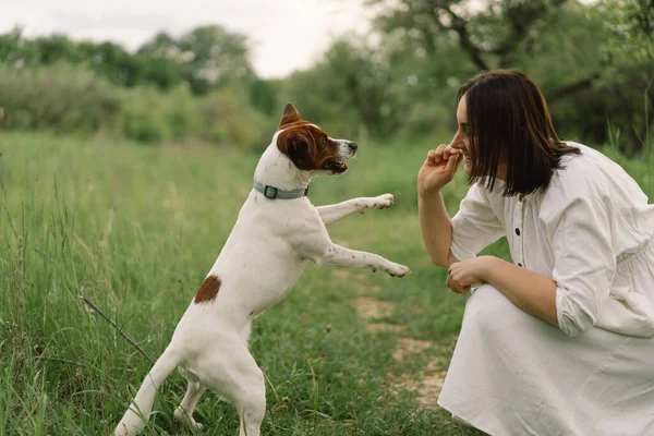 Woman Play Jack Russell Terrier Dog Meadow Woman Hugging Jack — Stock Photo, Image