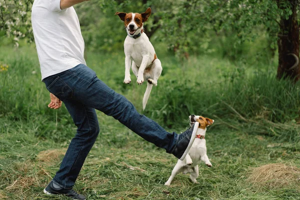 Man Dog Friendship Man Play Jack Russell Terrier Dogs Meadow — Stock Photo, Image