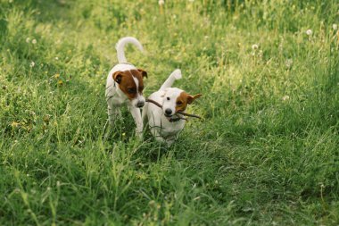 Çayırdaki Jack Russell Terrier köpekleri. Jack Russell Terrier köpekleri doğada. Güzel köpek..