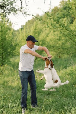 İnsan ve köpek dostluğu. Adam çayırda Jack Russell Terrier köpekleriyle oynuyor. İnsan ve Jack Russell Terrier köpekleri doğada. Güzel köpek..