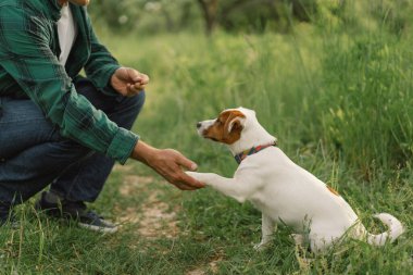 İnsan ve köpek dostluğu. Adam çayırda Jack Russell Terrier köpekleriyle oynuyor. İnsan ve Jack Russell Terrier köpekleri doğada. Güzel köpek..