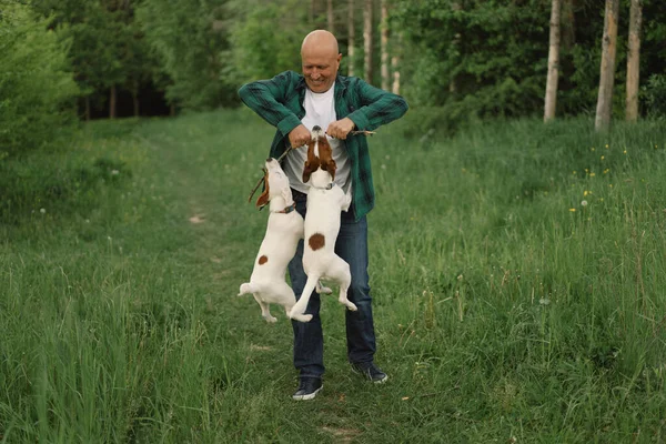 Man Dog Friendship Man Play Jack Russell Terrier Dogs Meadow — Stock Photo, Image