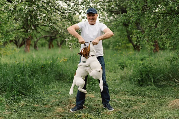 Man Dog Friendship Man Play Jack Russell Terrier Dogs Meadow — Stock Photo, Image