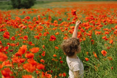 Küçük Çocuk kırmızı gelinciklerle dolu güzel bir arazide oynuyor. İnsanlar ve doğa. Kırsal alan
