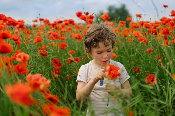 Küçük Çocuk kırmızı gelinciklerle dolu güzel bir arazide oynuyor. İnsanlar ve doğa. Kırsal alan