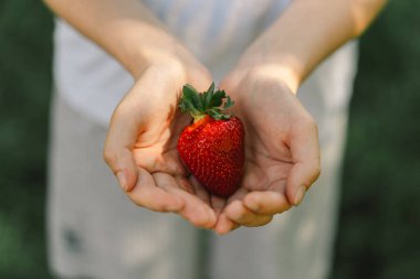 Teenager Girl is holding a ripe tasty bright strawberry. Summer Vitamin Food. Ripe organic strawberries