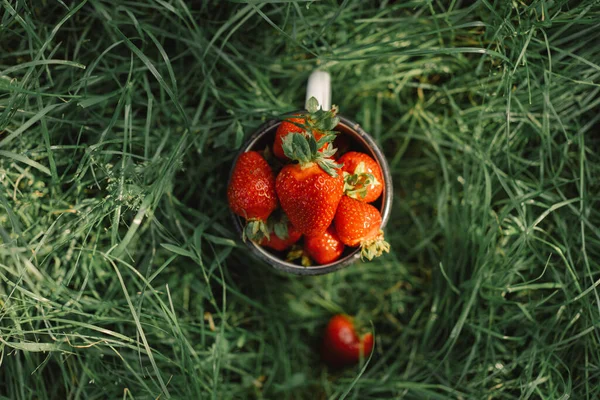 Спелые вкусные яркие клубника в чашке на зеленой траве. Летняя витаминная еда. Спелая органическая клубника. — стоковое фото