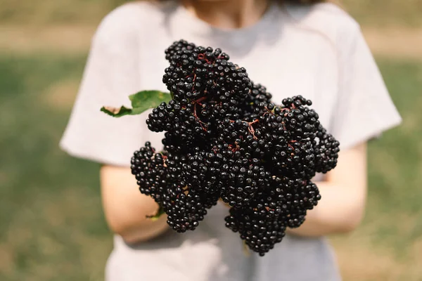 Dívka drží v rukou shluky ovoce černé bezinky. Sambucus nigra. Černý starší. Evropské černé bezinky pozadí — Stock fotografie