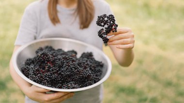 Kız el ele tutuşuyor. Meyve siyah mürver. Sambucus zencisi. Yaşlı, siyah yaşlı. Avrupa siyah mürver geçmişi