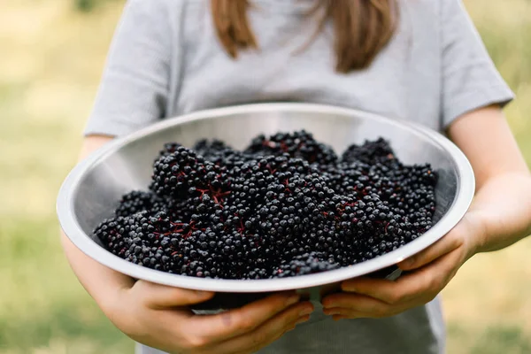 Girl holds in hands clusters fruit black elderberry. Sambucus nigra. Black elder. European black elderberry background