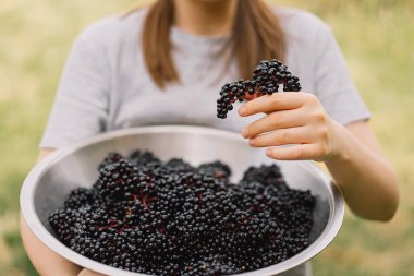 Kız el ele tutuşuyor. Meyve siyah mürver. Sambucus zencisi. Siyah yaşlılar. Avrupa siyah mürver geçmişi