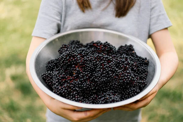 Κορίτσι κρατά στα χέρια συμπλέγματα φρούτων μαύρο elderberry. Σαμπούκους νέγρα. Μαύρος μεγαλύτερος. Ευρωπαϊκό φόντο μαύρου φραγκοστάφυλου — Φωτογραφία Αρχείου