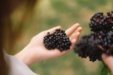 Kız el ele tutuşuyor. Meyve siyah mürver. Sambucus zencisi. Siyah yaşlılar. Avrupa siyah mürver geçmişi