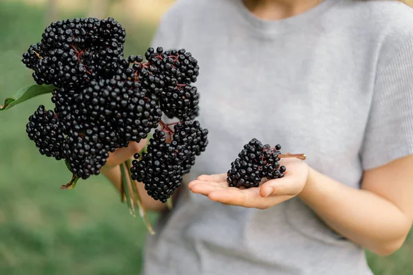 Girl holds in hands clusters fruit black elderberry. Sambucus nigra. Black elder. European black elderberry background