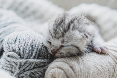Küçük, tüylü bir kedi yavrusu yumuşak ipliklerin arasında huzur içinde uyuyor. Sıcak ortam sıcak battaniyeler içeriyor, dinlenmek için mükemmel sakin bir atmosfer yaratıyor..