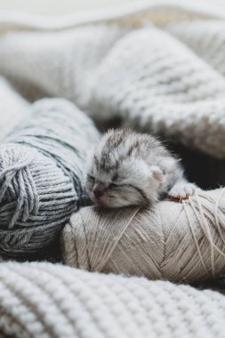 Küçük, tüylü bir kedi yavrusu yumuşak ipliklerin arasında huzur içinde uyuyor. Sıcak ortam sıcak battaniyeler içeriyor, dinlenmek için mükemmel sakin bir atmosfer yaratıyor..