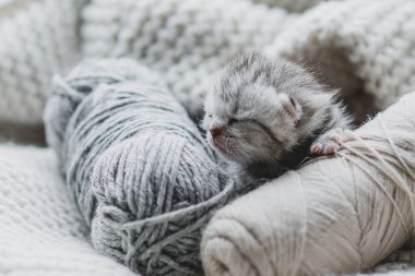 Küçük, tüylü bir kedi yavrusu yumuşak ipliklerin arasında huzur içinde uyuyor. Sıcak ortam sıcak battaniyeler içeriyor, dinlenmek için mükemmel sakin bir atmosfer yaratıyor..