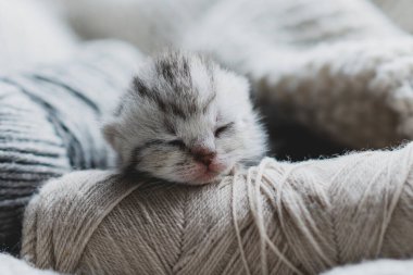 Küçük, tüylü bir kedi yavrusu yumuşak ipliklerin arasında huzur içinde uyuyor. Sıcak ortam sıcak battaniyeler içeriyor, dinlenmek için mükemmel sakin bir atmosfer yaratıyor..