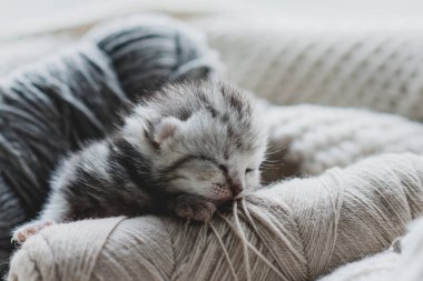 Küçük, tüylü bir kedi yavrusu yumuşak ipliklerin arasında huzur içinde uyuyor. Sıcak ortam sıcak battaniyeler içeriyor, dinlenmek için mükemmel sakin bir atmosfer yaratıyor..