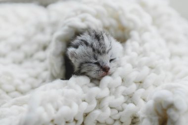 Küçük, tüylü bir kedi yavrusu yumuşak ipliklerin arasında huzur içinde uyuyor. Sıcak ortam sıcak battaniyeler içeriyor, dinlenmek için mükemmel sakin bir atmosfer yaratıyor..